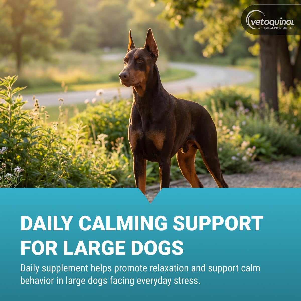 Zylkene - Calming Support for Large Dogs 33–132 Lb - Supports Behavior & Occasional Anxiety - Perfect for Boarding, Vet Visits & Celebrations - Non-Drowsy & Lactose-Free - 120 Capsules