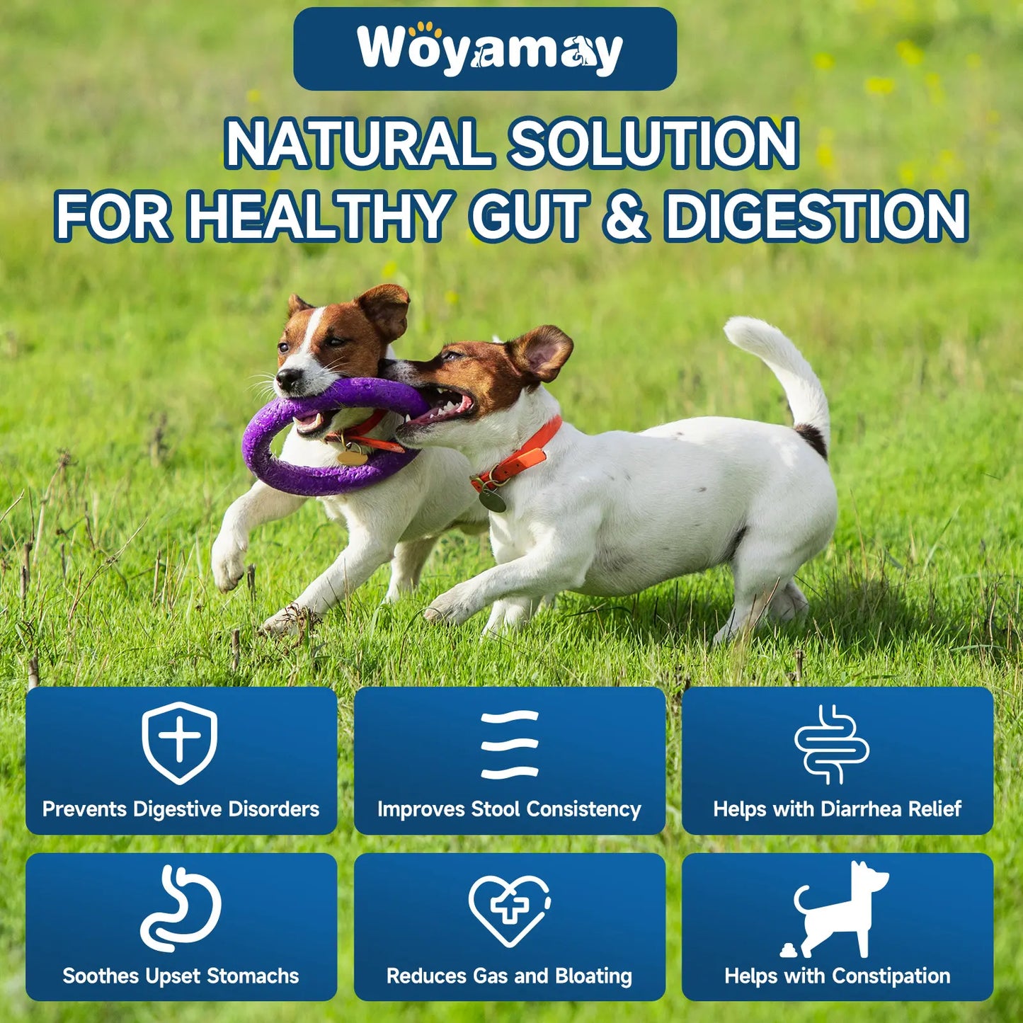 Dog Probiotics, 200 Chews, Gut and Digestive Health, Itchy Skin, Yeast Overgrowth, Diarrhoea & Gas, Overall Health Supplements