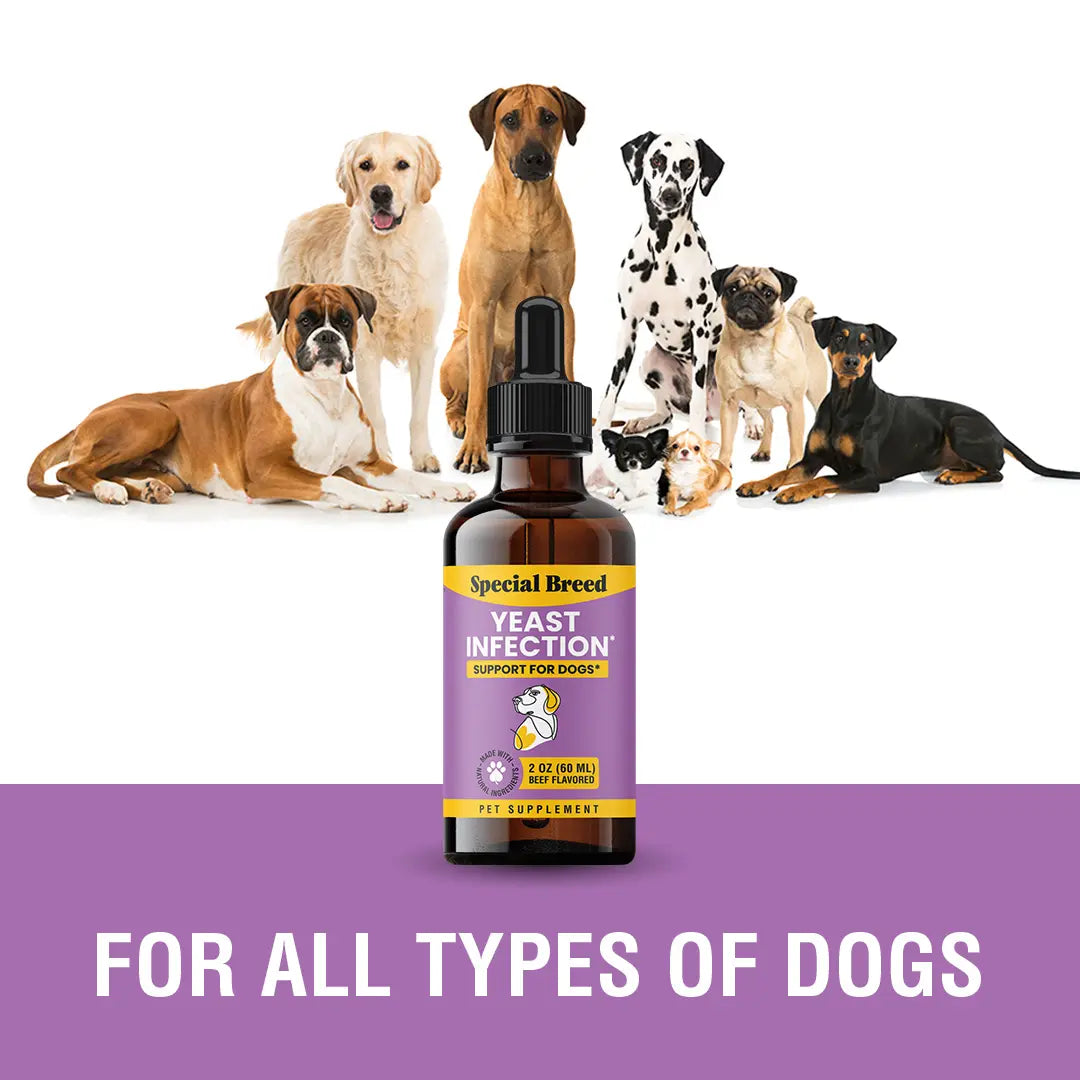 SPECIAL BREED Natural Yeast Infection Treatment for Dogs - 2 Oz, Soothing Itch Relief and Ear Infection Care, Alleviates Irritation and Inflammation