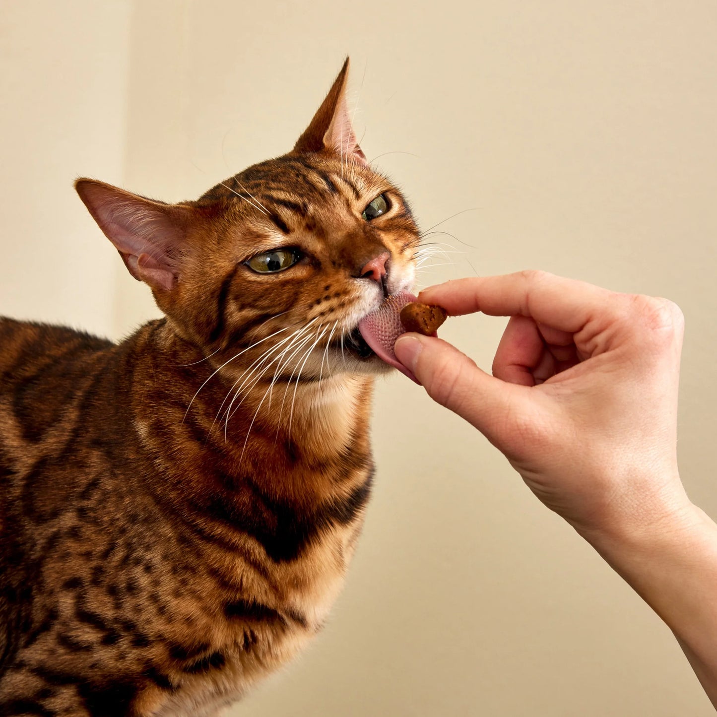 (6 Pack)  Calming Bites Bacon 30Ct - Cat (Pouch)