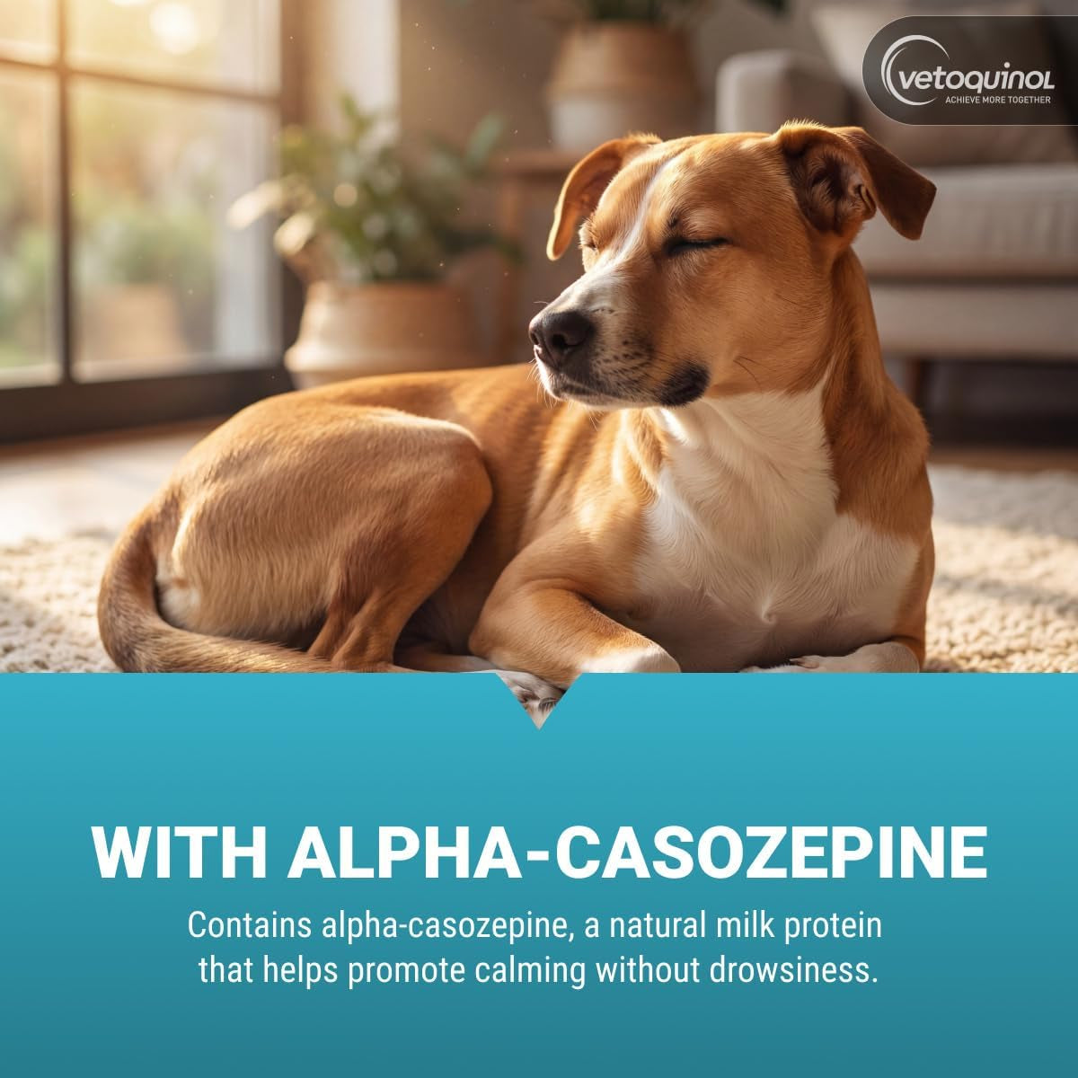 Zylkene - Calming Support for Large Dogs 33–132 Lb - Supports Behavior & Occasional Anxiety - Perfect for Boarding, Vet Visits & Celebrations - Non-Drowsy & Lactose-Free - 120 Capsules
