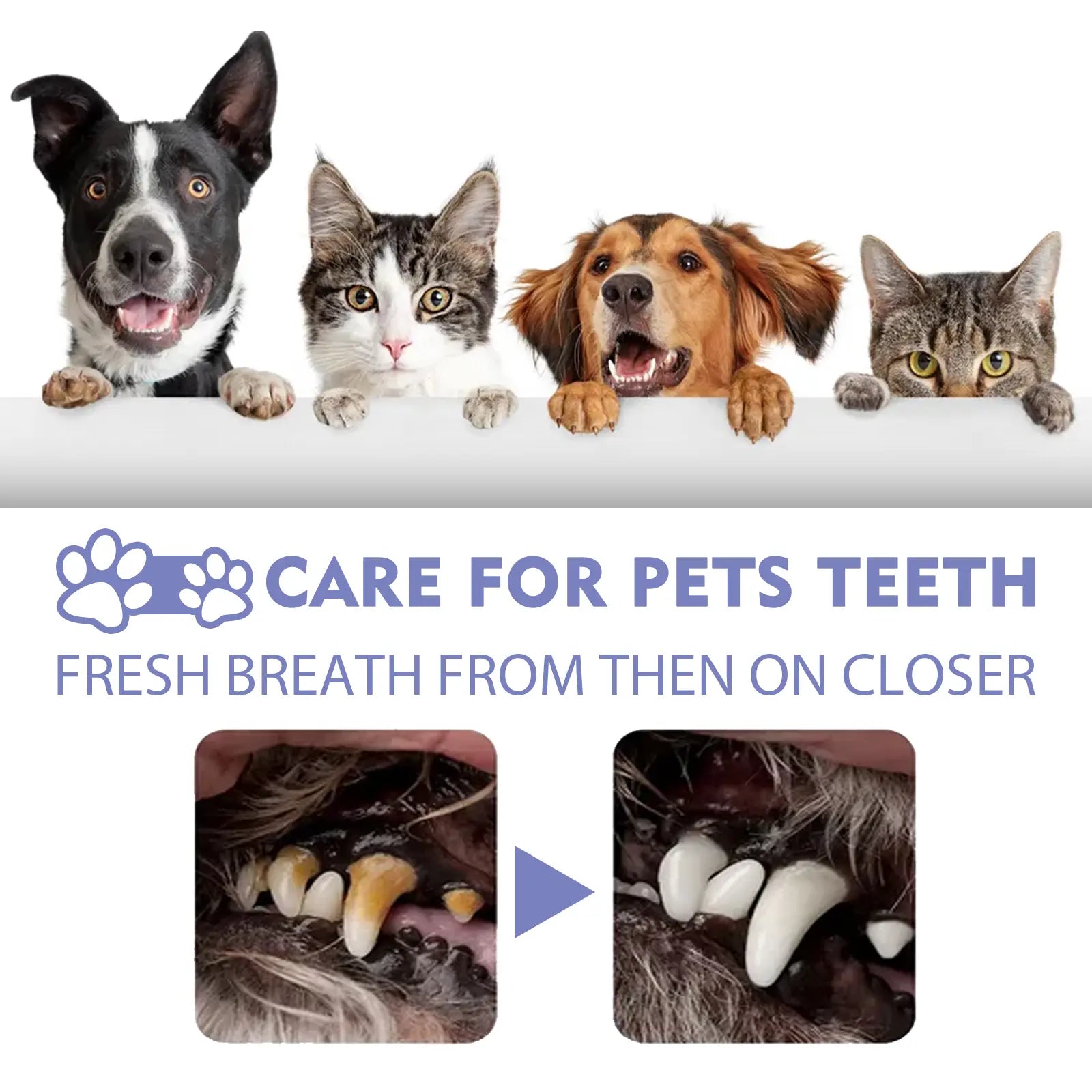 Cat and Dog Tooth Cleaning Spray - Removes Stains and Freshens Breath for Pet Oral Carelitter Pellets, Spray, Litter Tray, Litter Box, Removal,Summervibes,Petlovers Toothbrush Remover